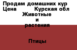 Продам домашних кур › Цена ­ 350 - Курская обл. Животные и растения » Птицы   . Курская обл.